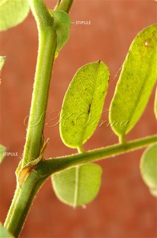  Stipules